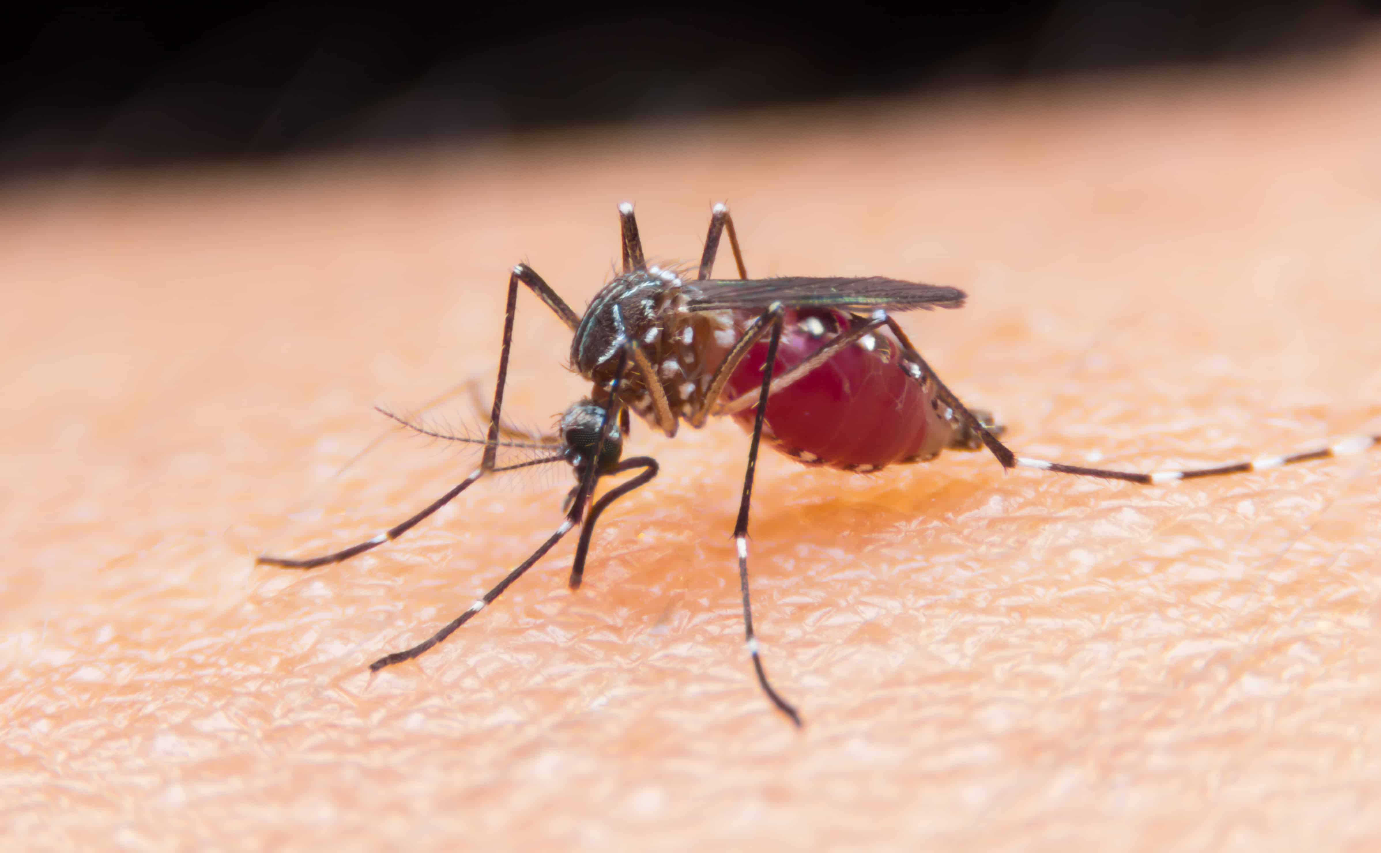 facts-about-mosquitoes-and-air-conditioning