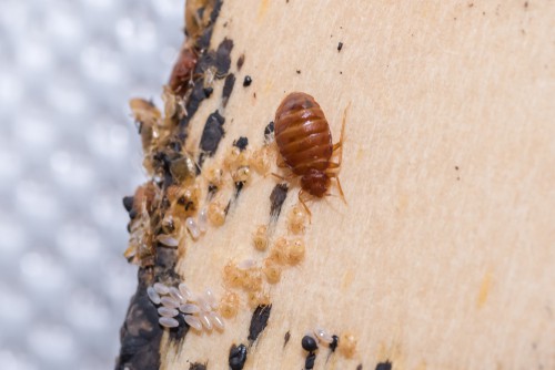 identify-of-the-infestation-of-bedbug