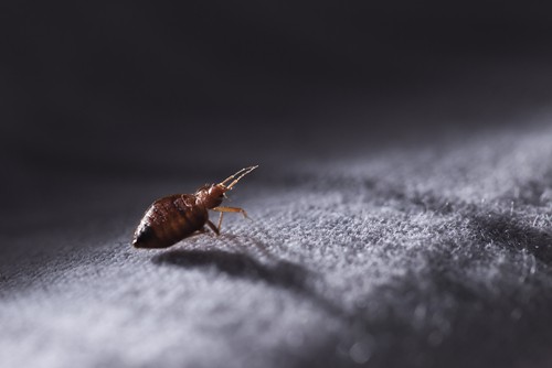 What causes bed bugs and how to get rid of them?
