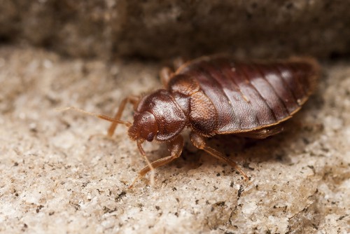 What Is The Lifespan of A Bedbug?