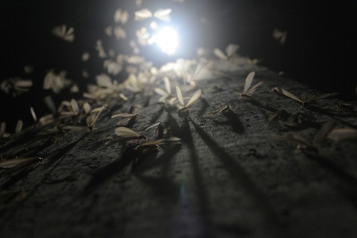 How to identify Termite Infestation?