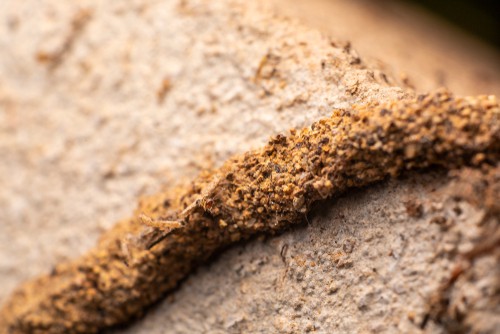 How to identify Termite Infestation?