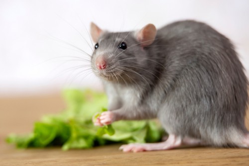 Rodent Control Service For Restaurants in Singapore