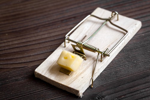 How To Prevent Rodents in My Restaurant?