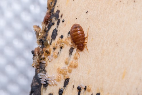 How To Prevent Termites Infestation?
