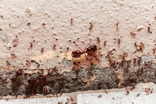 Can A Pest Control Company Kill All Kinds Of Pests?