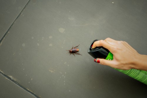 Can A Pest Control Company Kill All Kinds Of Pests?