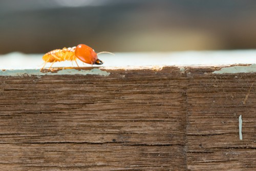 Can A Pest Control Company Kill All Kinds Of Pests?