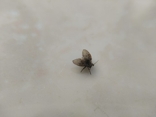 Common Office Pests in Singapore