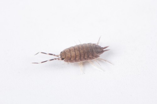 Common Office Pests in Singapore