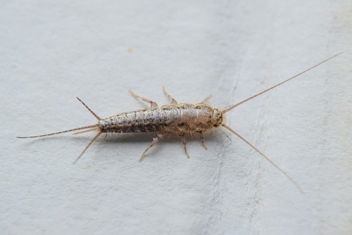 Common Office Pests in Singapore