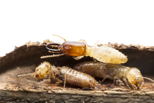 Common Office Pests in Singapore