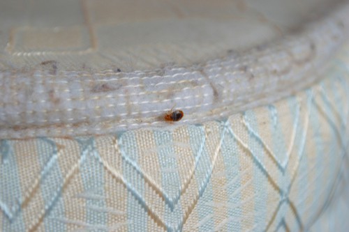Main Causes Of Bed Bugs And How To Control Them
