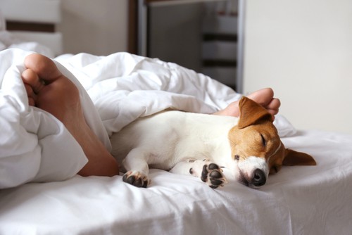 Main Causes Of Bed Bugs And How To Control Them