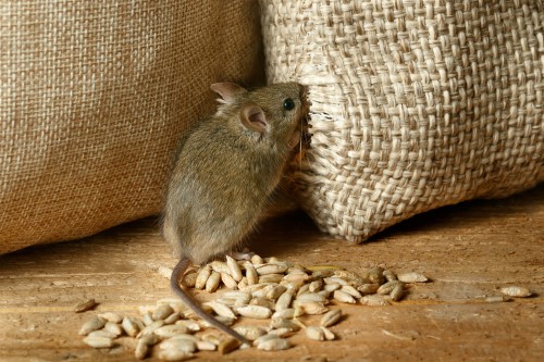 What To Do When You See A Rodent In Your Restaurant?