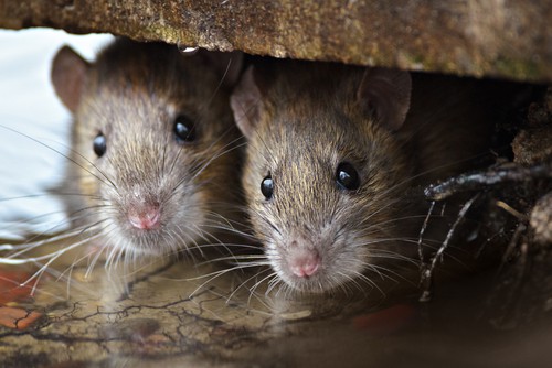 Dangers Of Rodents In Your Restaurant