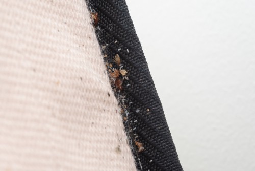 Can Professional Pest Control Kill All Bedbugs?