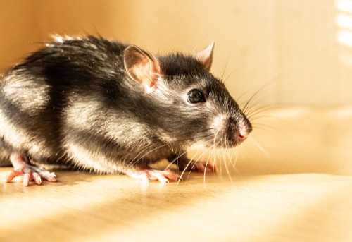 Natural Remedies for Rodent Control in Singapore
