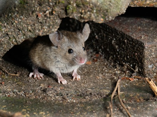 Effective Strategies for Rodent-Proofing Your Garden in Singapore