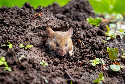 Effective Strategies for Rodent-Proofing Your Garden in Singapore