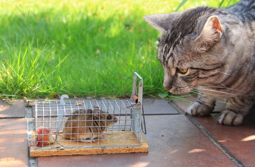 Professional Rodent Control