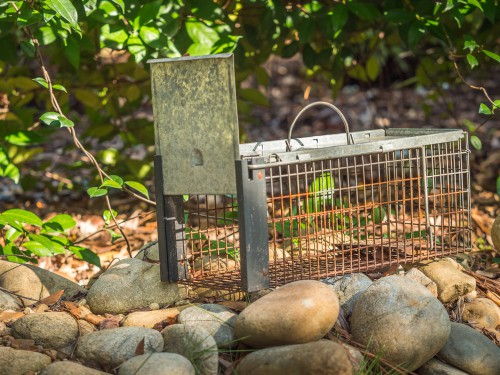 Rodent-Proofing Your Garden