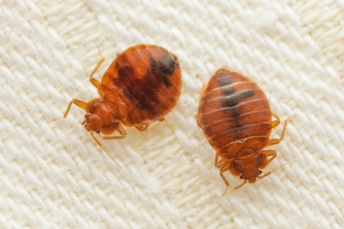 Natural Remedies for Bed Bug Control Do They Work